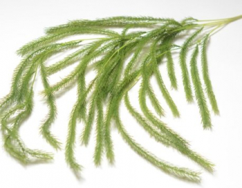 Искусственные цветы, Ветка зелени водоросль свисающая (1010237) без расцветки