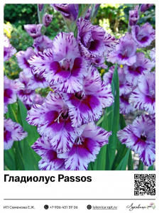 Гладиолус Passos