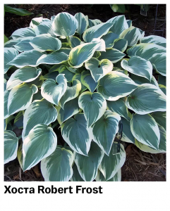 Хоста Robert Frost
