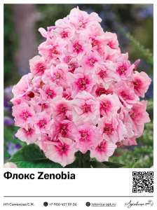 Флокс Zenobia (Метельчатый)