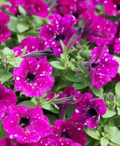 Петуния многоцветковая Дот Стар Дип Пинк F1 10 шт