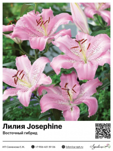 Лилия Josephine (Восточный [ориентальный] гибрид)