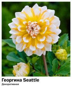 Георгина Seattle (Декоративная)