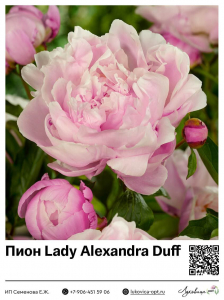 Пион Lady Alexandra Duff