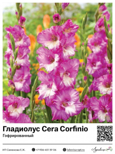 Гладиолус Cera Corfinio (Гофрированный)