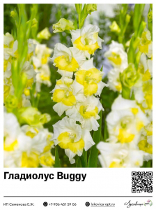 Гладиолус Buggy