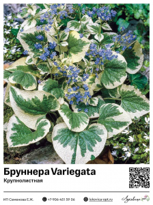 Бруннера Variegata (Крупнолистная)