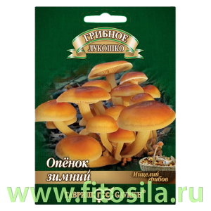 Опенок зимний на древесной палочке, больш. пак. 12 шт (семена для проращивания)
