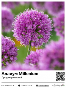 Аллиум Millenium (Лук декоративный)