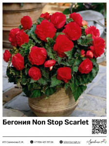 Бегония Non Stop Scarlet