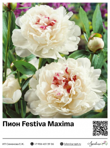 Пион Festiva Maxima