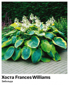 Хоста Frances Williams (Зибольда)