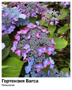 Гортензия пильчатая Barca (Барка)