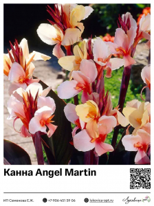 Канна Angel Martin (Коричневолистная)