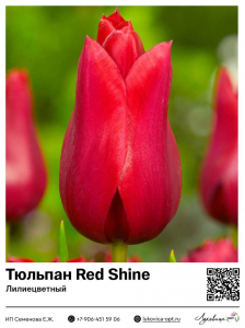 Тюльпан Red Shine (Лилиецветный)