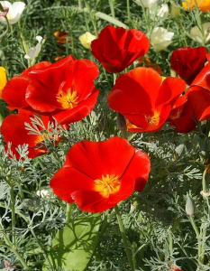 Эшшольция Клюквенный морс 0,4 гр