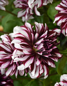 Георгина Шотландка 1 шт XXL