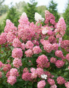 Гортензия метельчатая Пинк Даймонд 1 шт Р9