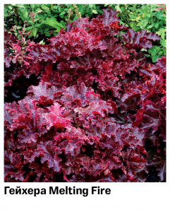 Гейхера Melting Fire (Мелкоцветная)