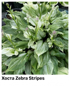 Хоста Zebra Stripes