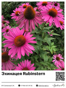 Эхинацея Rubinstern