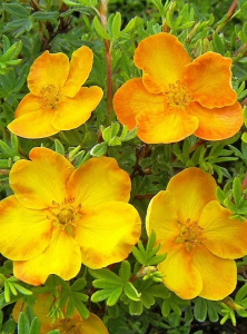 Лапчатка (Курильский чай) Танжерин 1 шт Р9