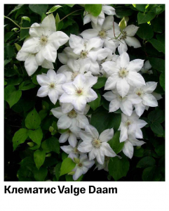 Клематис Valge Daam