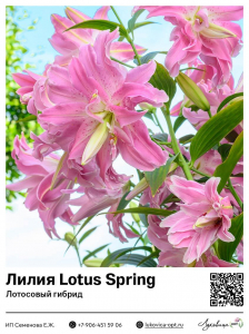 Лилия Lotus Spring (Лотосовый гибрид)