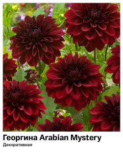 Георгина Arabian Mystery (Декоративная)