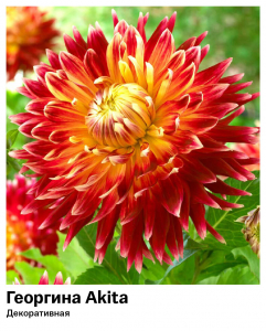 Георгина Akita (Декоративная)