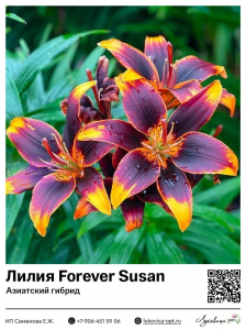 Лилия Forever Susan (Азиатский гибрид)