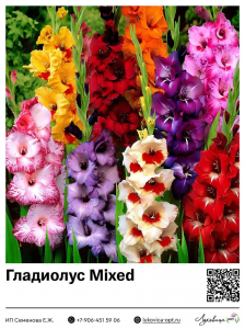 Гладиолус Mixed
