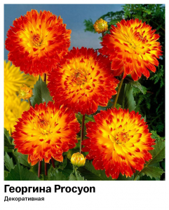 Георгина Procyon (Декоративная)