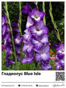 Гладиолус Blue Isle