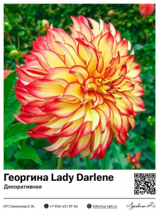 Георгина Lady Darlene (Декоративная)