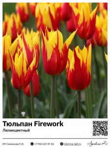 Тюльпан Firework (Лилиецветный)
