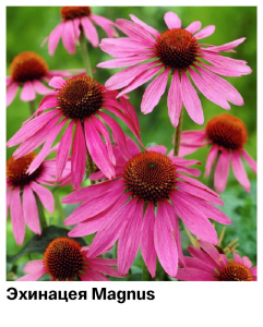Эхинацея Magnus