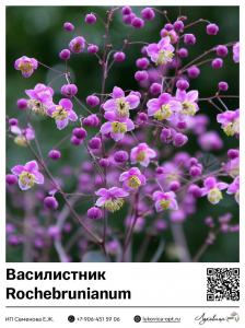 Василисник Rochebrunianum