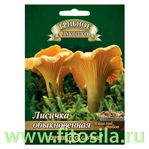Лисички на зерновом субстрате, больш. пак. 15 мл  (семена для проращивания)