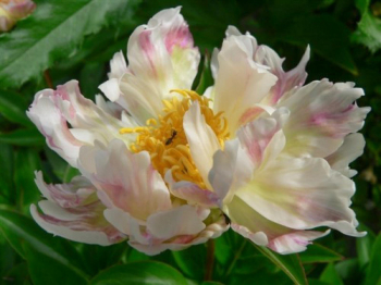 Пион Green Lotus / (молочноцветковый) / 2-3