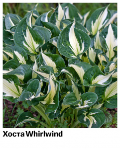 Хоста Whirlwind