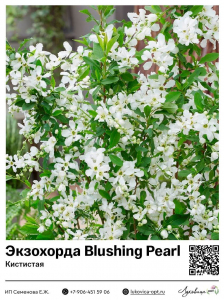 Экзохорда кистистая Blushing Pearl (Блашинг Перл)