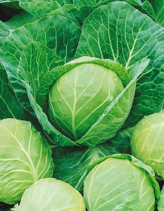 Капуста белокочанная Надежда (Функциональное питание) 1 гр