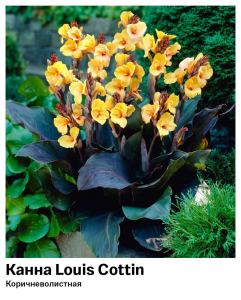 Канна Louis Cottin (Коричневолистная)