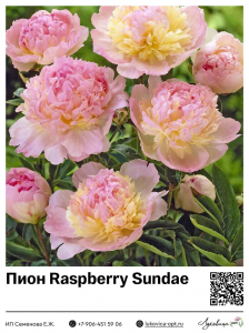 Пион Raspberry Sundae