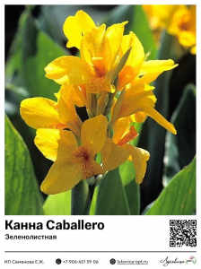 Канна Golden Girl (Зеленолистная)