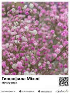 Гипсофила [Качим] Mixed (Метельчатая)