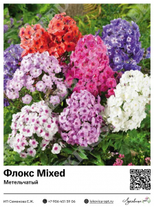 Флокс Mixed (Метельчатый)