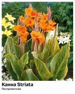 Канна Striata (Пестролистная)