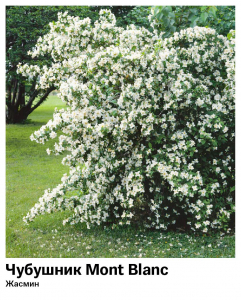 Чубушник [Жасмин] Mont Blanc (Мон Блан)